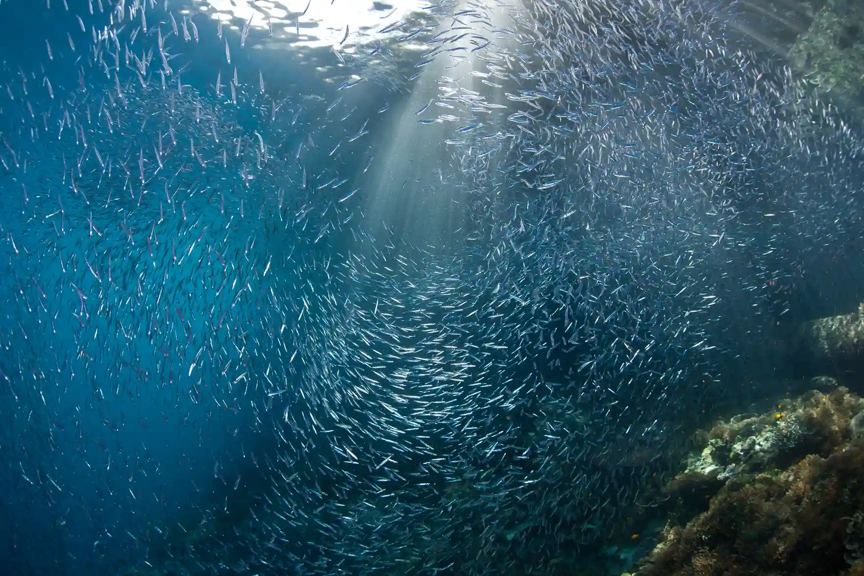 Banggai Danau